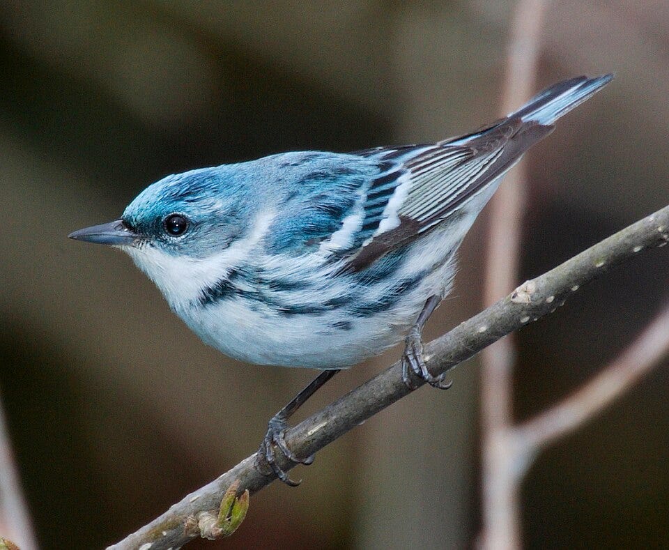 File:Cerulean Warbler, Rondeau Provincial Park, Ontario, Canada.jpg File:Cerulean Warbler, Rondeau Provincial Park, Ontario, Canada.jpg