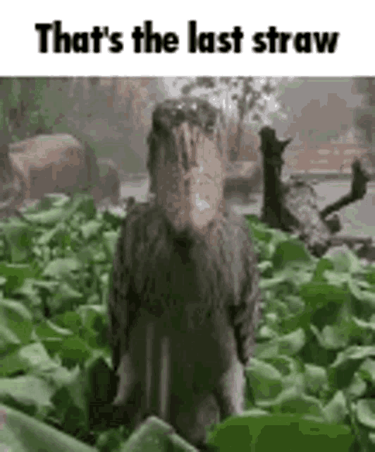 Shoe Bill Caption GIF - Shoe Bill Caption Meme GIFs