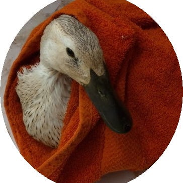 If It Quacks Like A Duck...