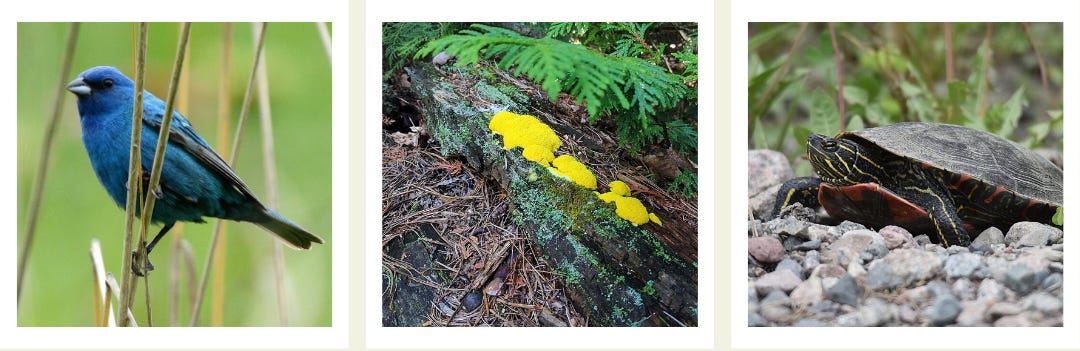 Three images, from left: A male indigo bunting perches on a thin stalk of grass; a puffy yellow slime mold eats away at bacteria on a rotting log, and a painted turtle suns on a patch of gravel.