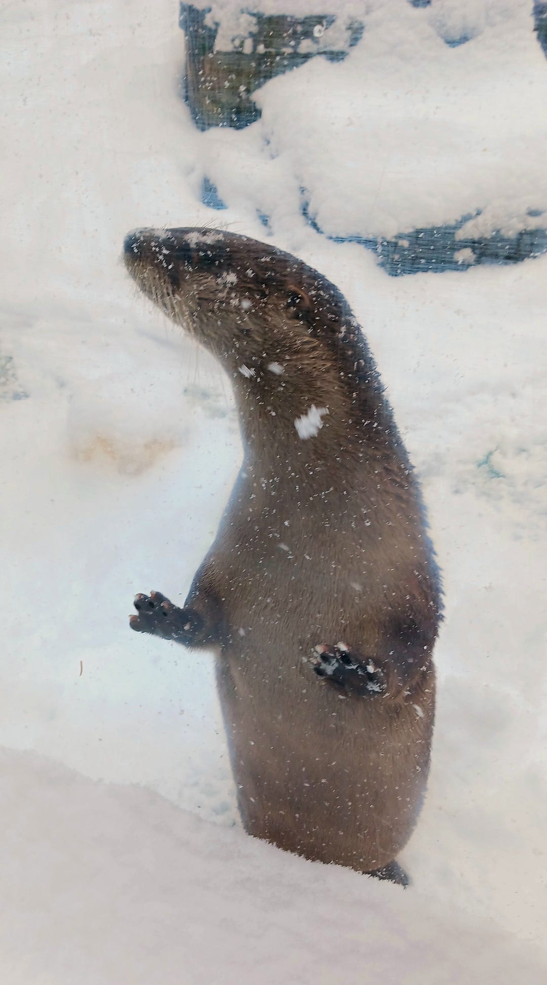 North American river otter standing upright against the glass barrier on the border of his exhibit area. He is speckled with snow.