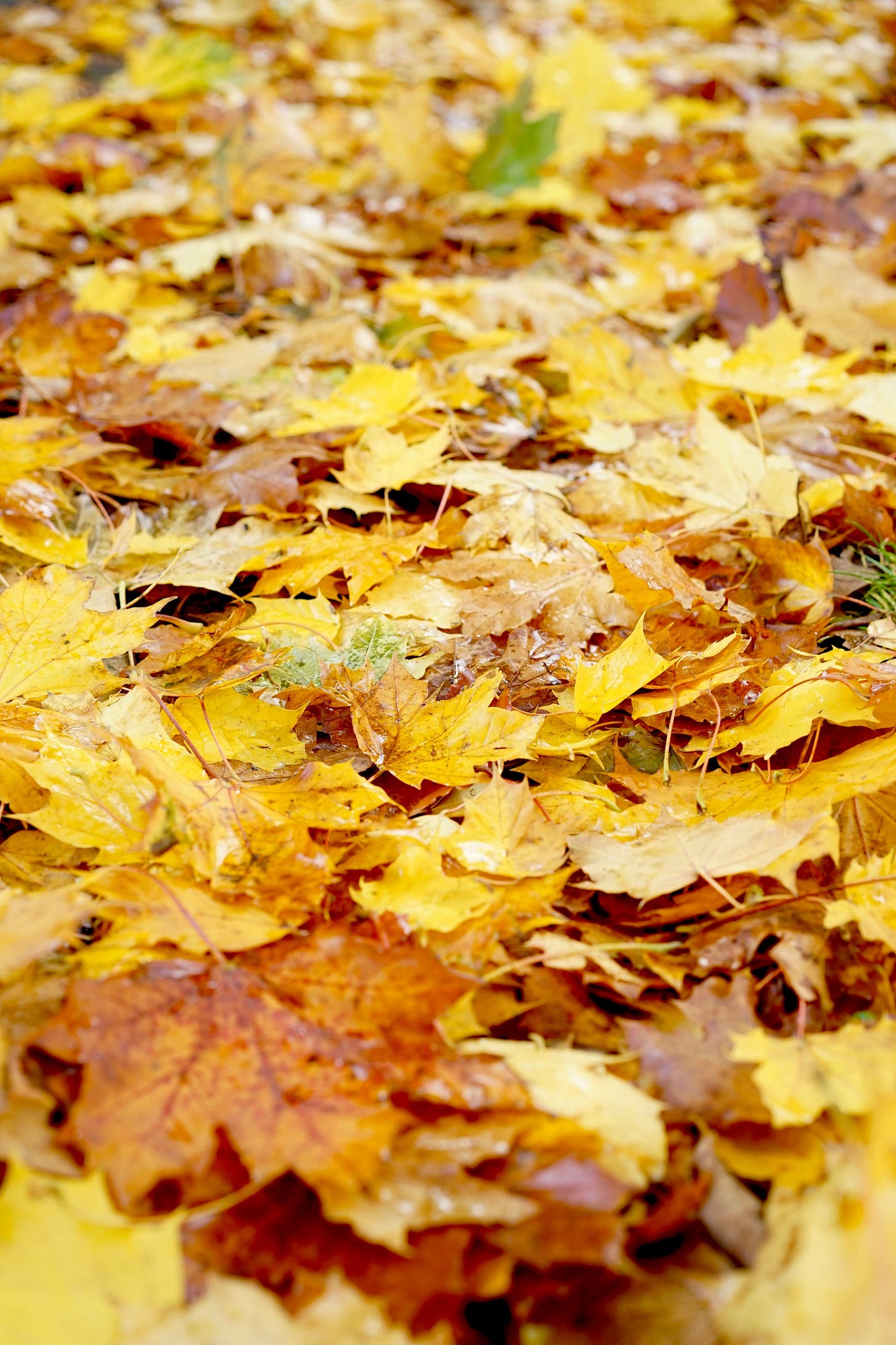 0.2 | Autumn 0.2 | Autumn