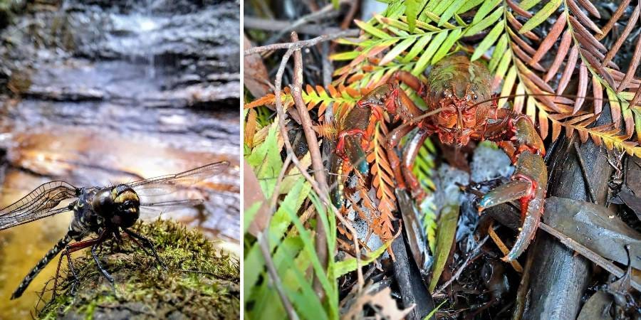 paradise pool wildlife paradise pool wildlife