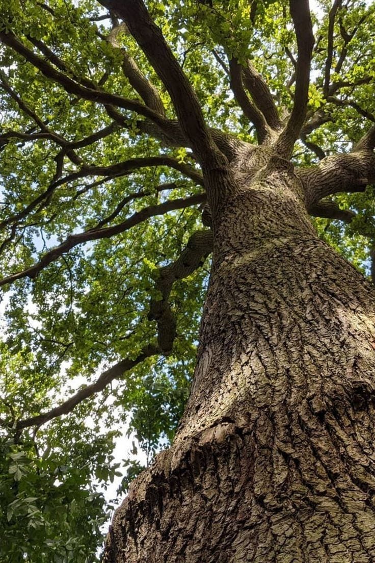 This may contain: the trunk and branches of a large tree
