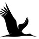 The Painted Stork