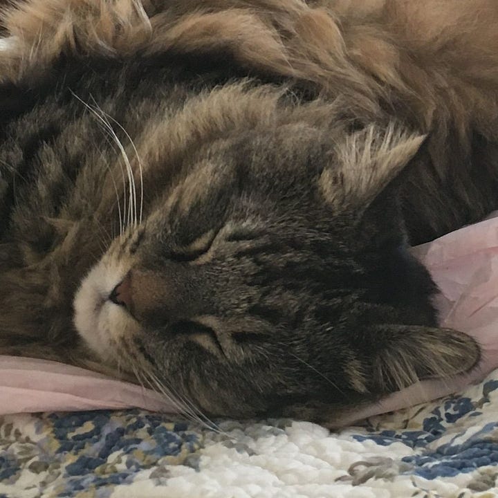 A gallery of four close face photos of Muffin from images from the post.