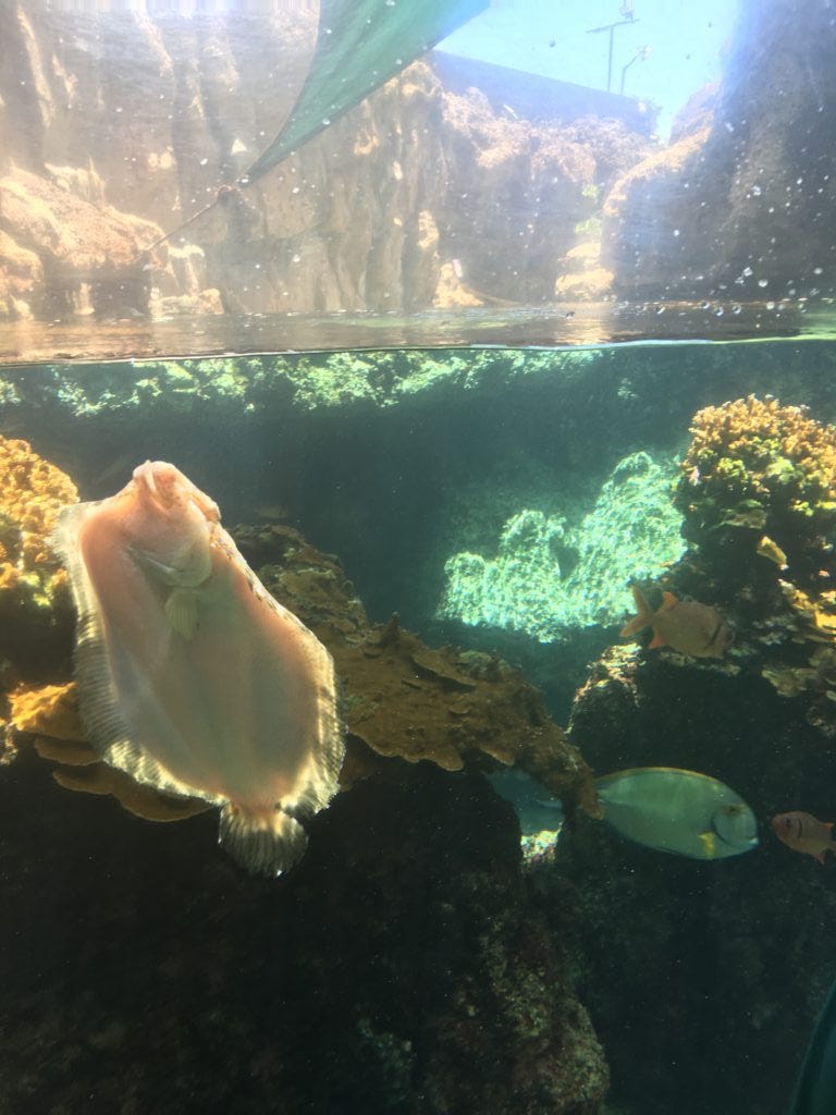 Maui Ocean Center