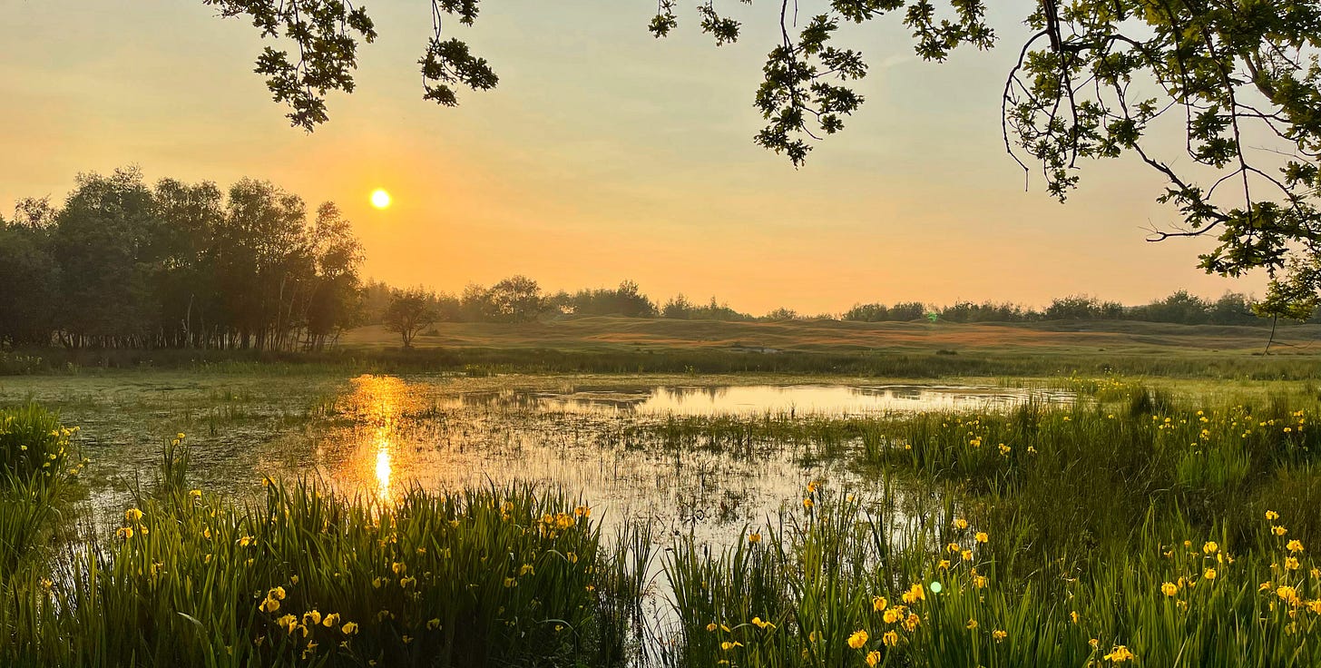 pond in the Zeepeduinen in Zeeland photo Alexander Verbeek for the planet newsletter pond in the Zeepeduinen in Zeeland photo Alexander Verbeek for the planet newsletter