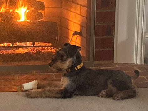 Three pictures of a black and tan Airedale puppy in various adorable poses