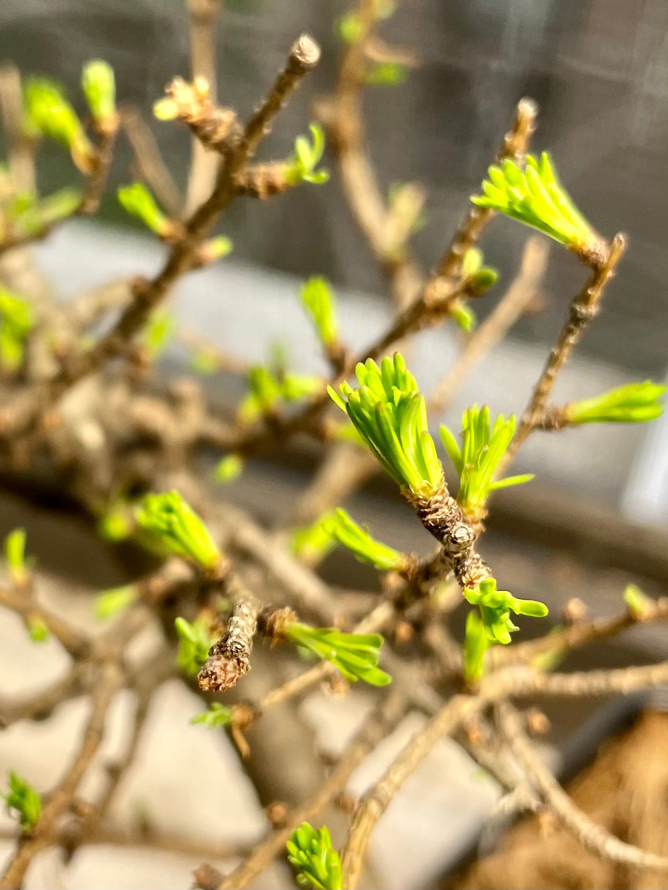 ID: Up close photo of larch needles