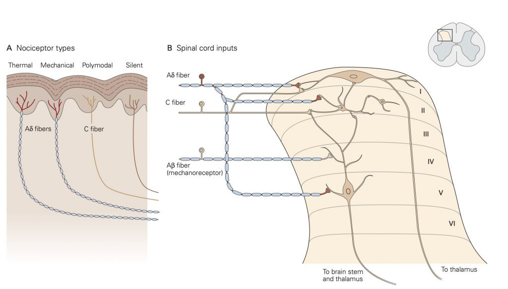 Nociceptors – Nociception and Spinal Reflexes