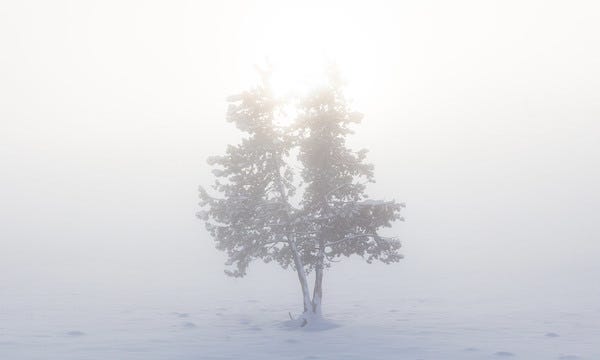 Schizophrenia & the Nature of Pleasure - Credit: Yellowstone National Park Schizophrenia & the Nature of Pleasure - Credit: Yellowstone National Park