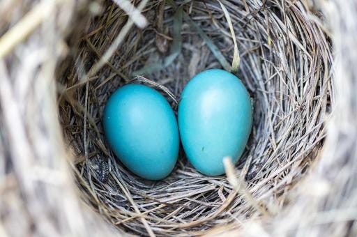 Two blue eggs in a nest with straw. Bird nest eggs, animals.