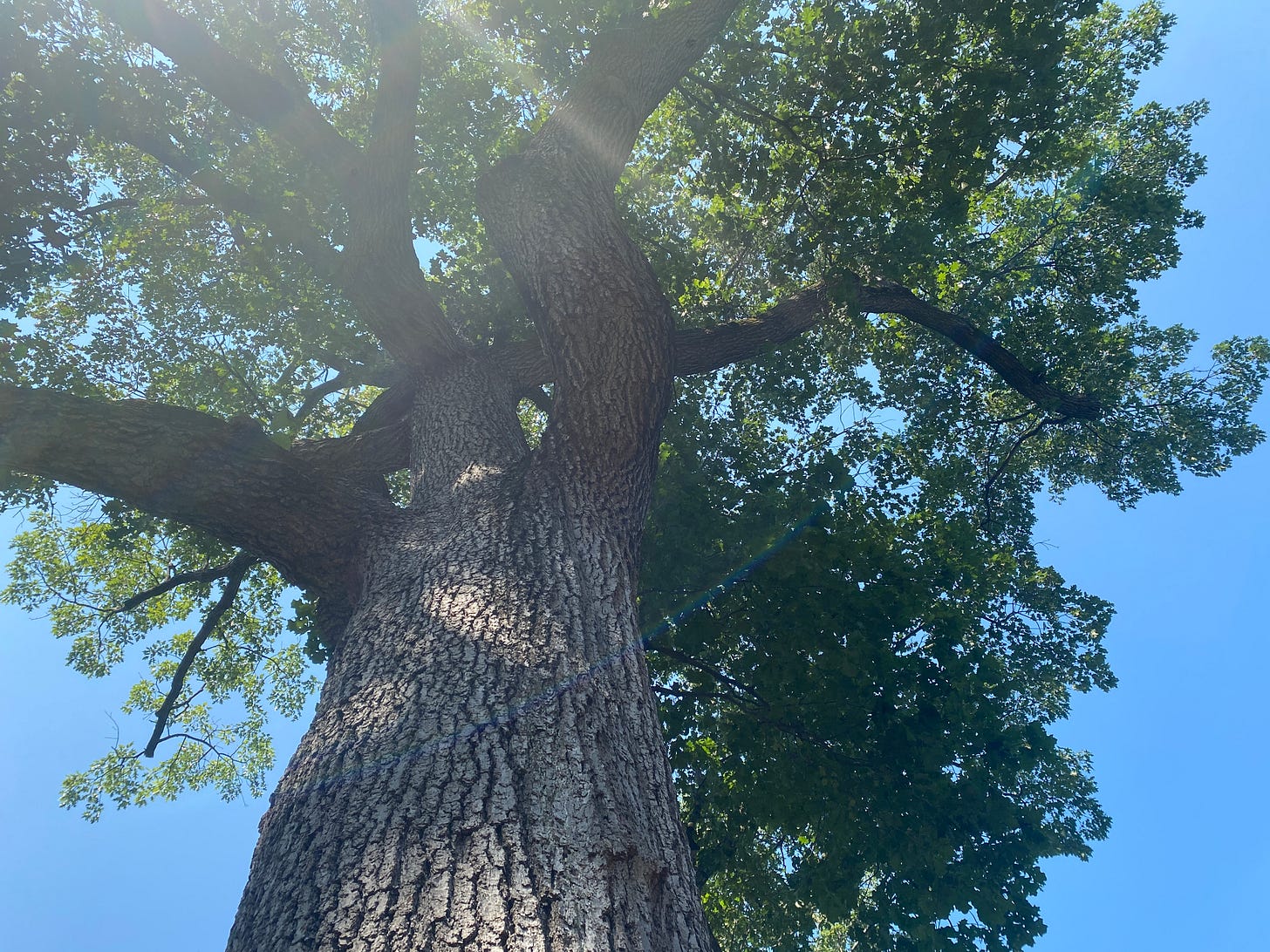 looking up from the trunk of a tall tree towards its branches covered in sunlights