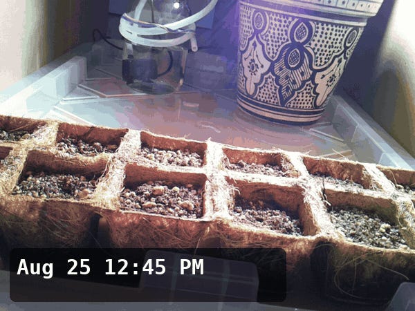 I had Fable grow my food