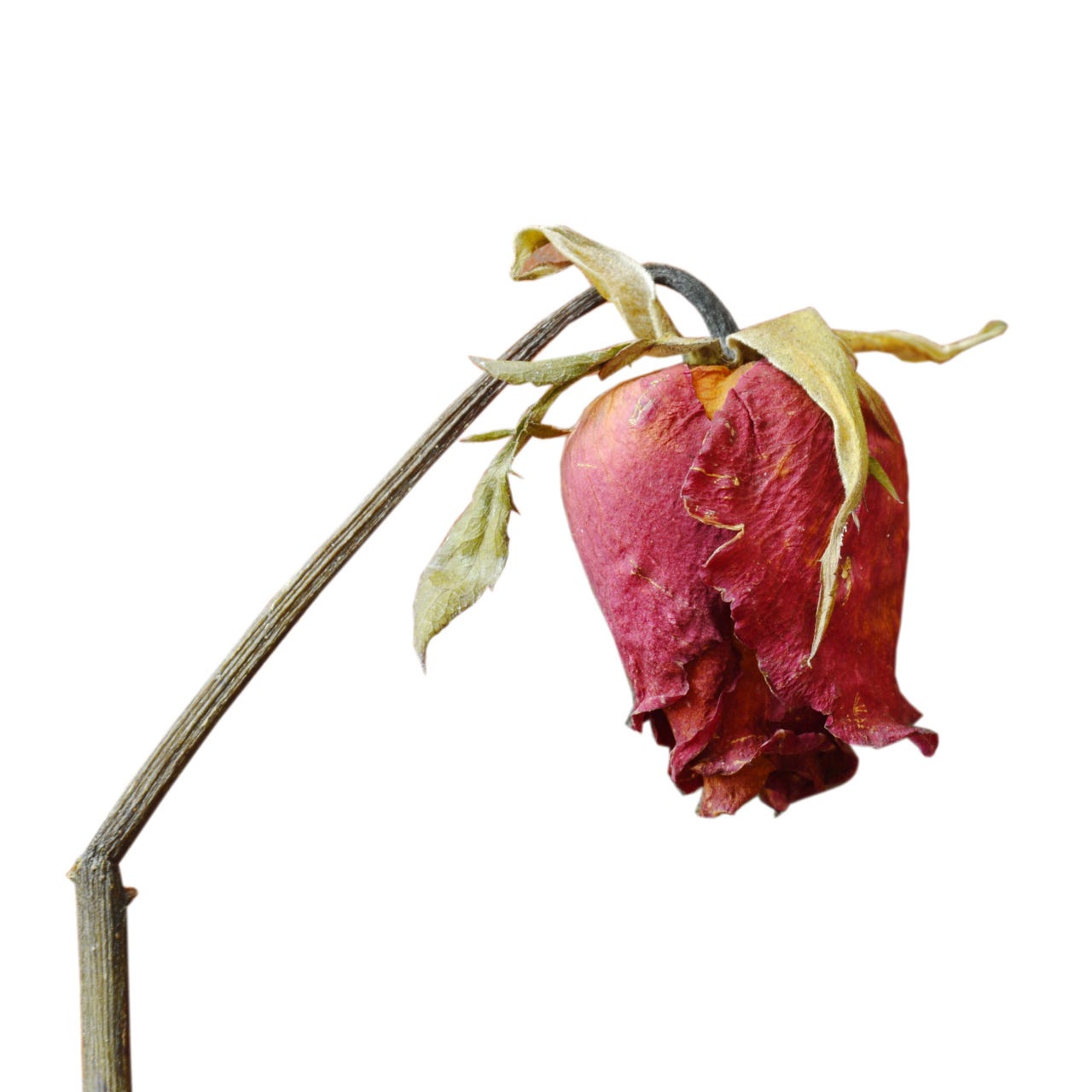 Politically Homeless