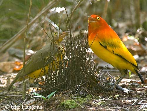 Flame bowerbird pair together in a bower