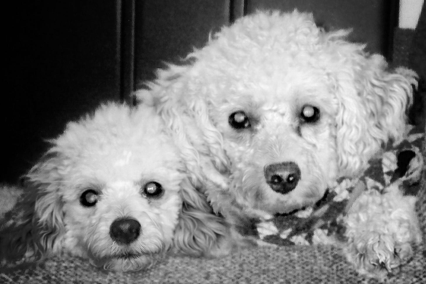 Two small poodles in black and white by David C. Roberson