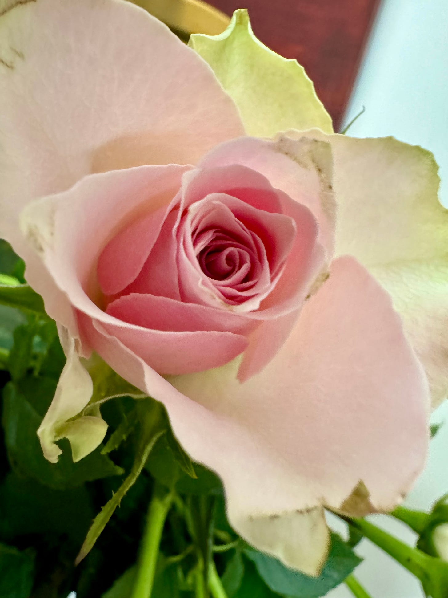 Pink rose