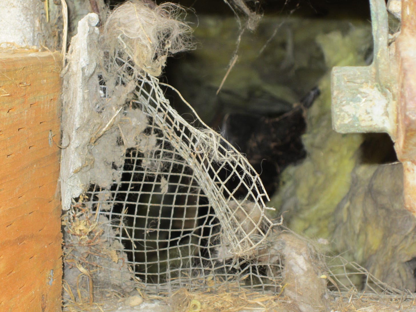 Torn screen (at base of house) with cat hair clinging to it Torn screen (at base of house) with cat hair clinging to it
