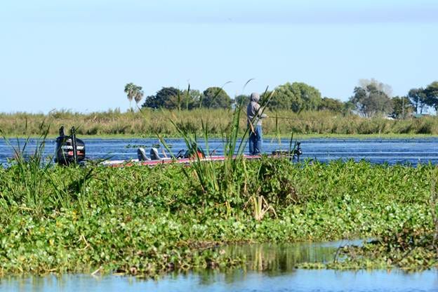 A person standing on a dock in a swamp

Description automatically generated