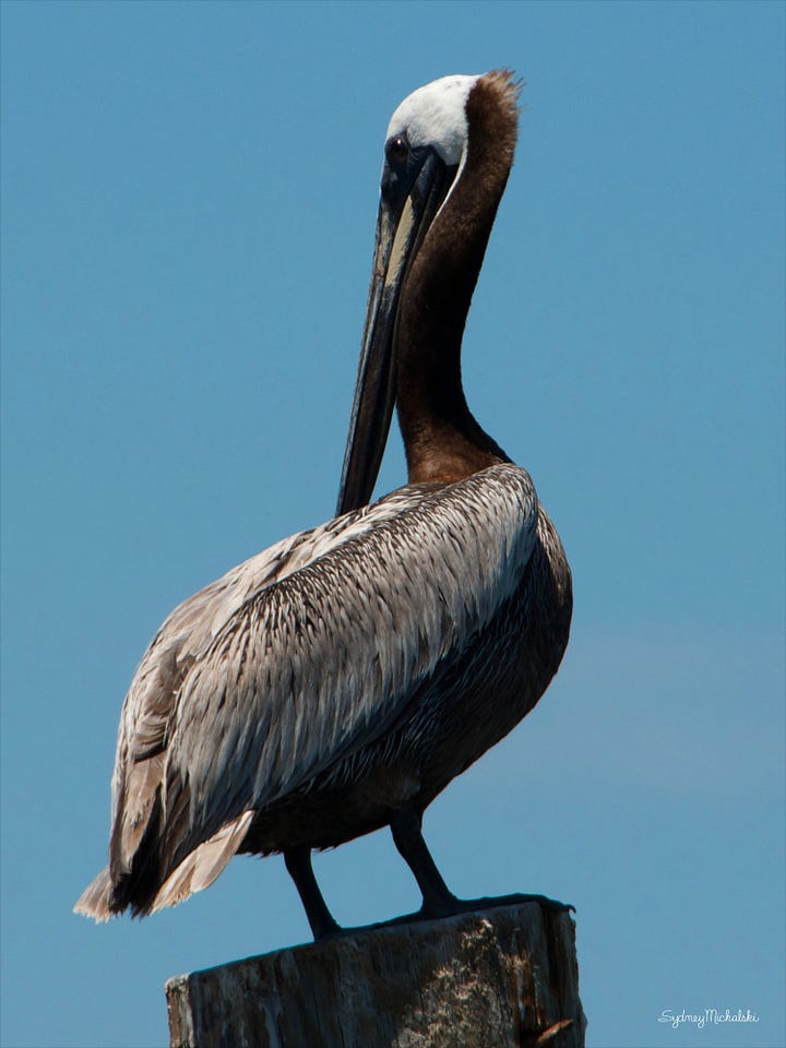 a pair of images features a brown pelican, perched on a pier, facing left, then facing right.
