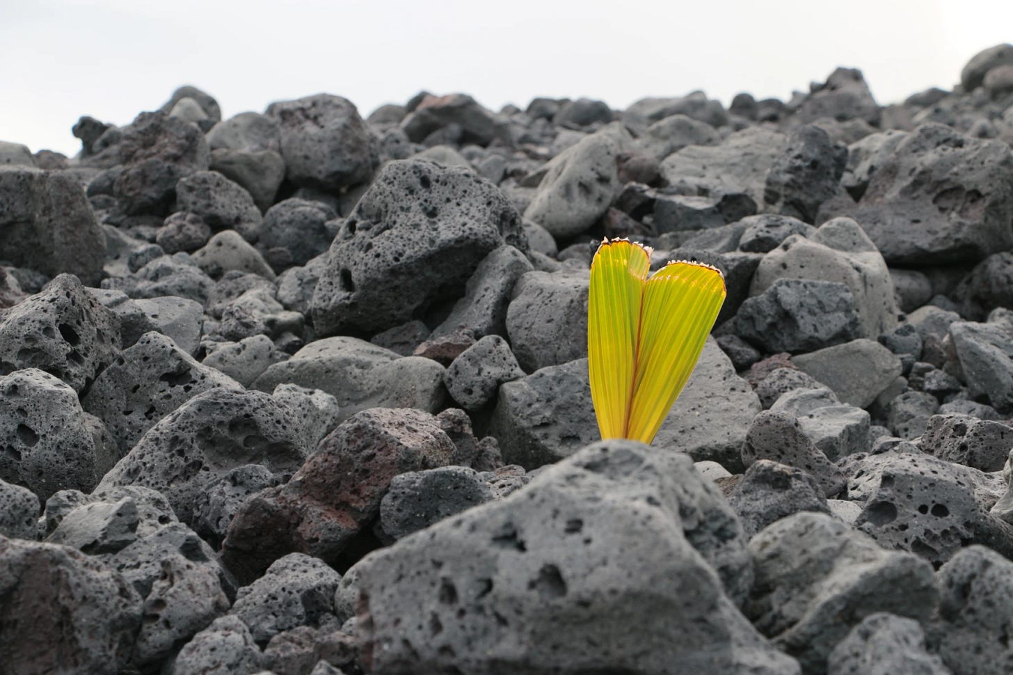 single plant pushing up in a field of black lava rock