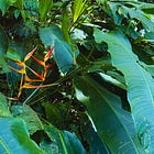 In Panama, Paying Attention