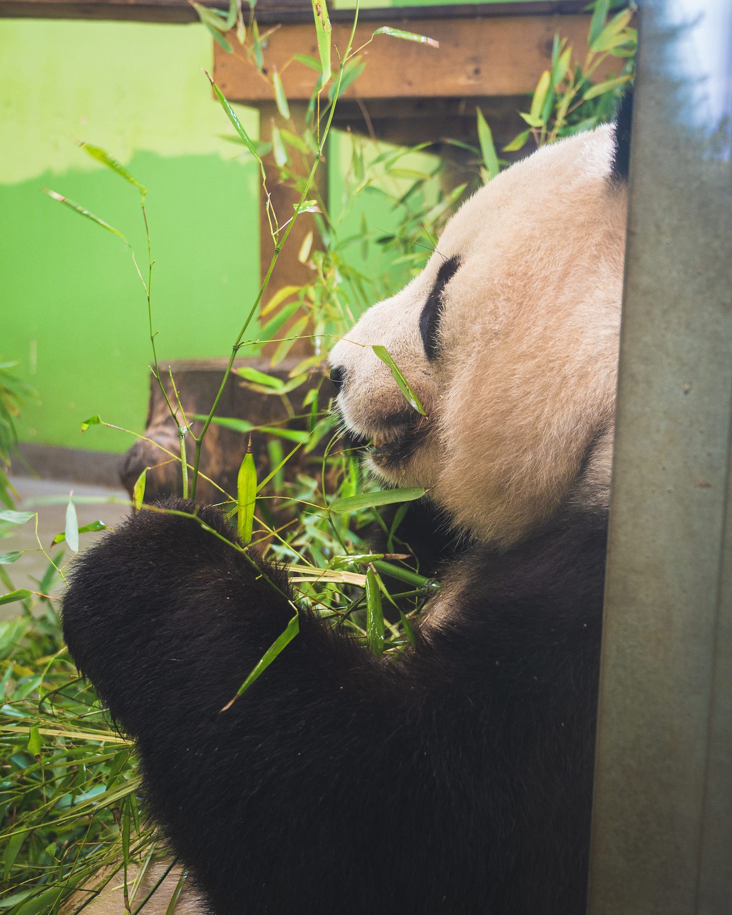 A panda munching on bamboo.