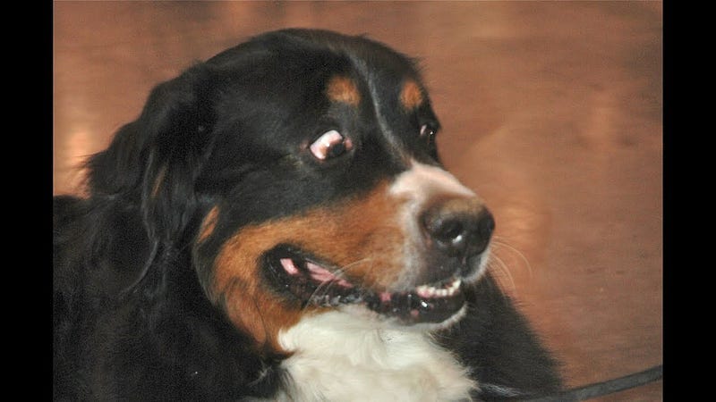 A dog looking scared and uneasy.