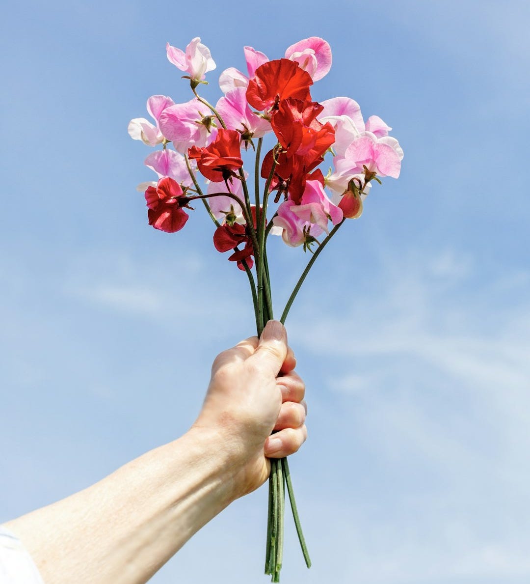 a hand holding a bunch of pink and red flowers