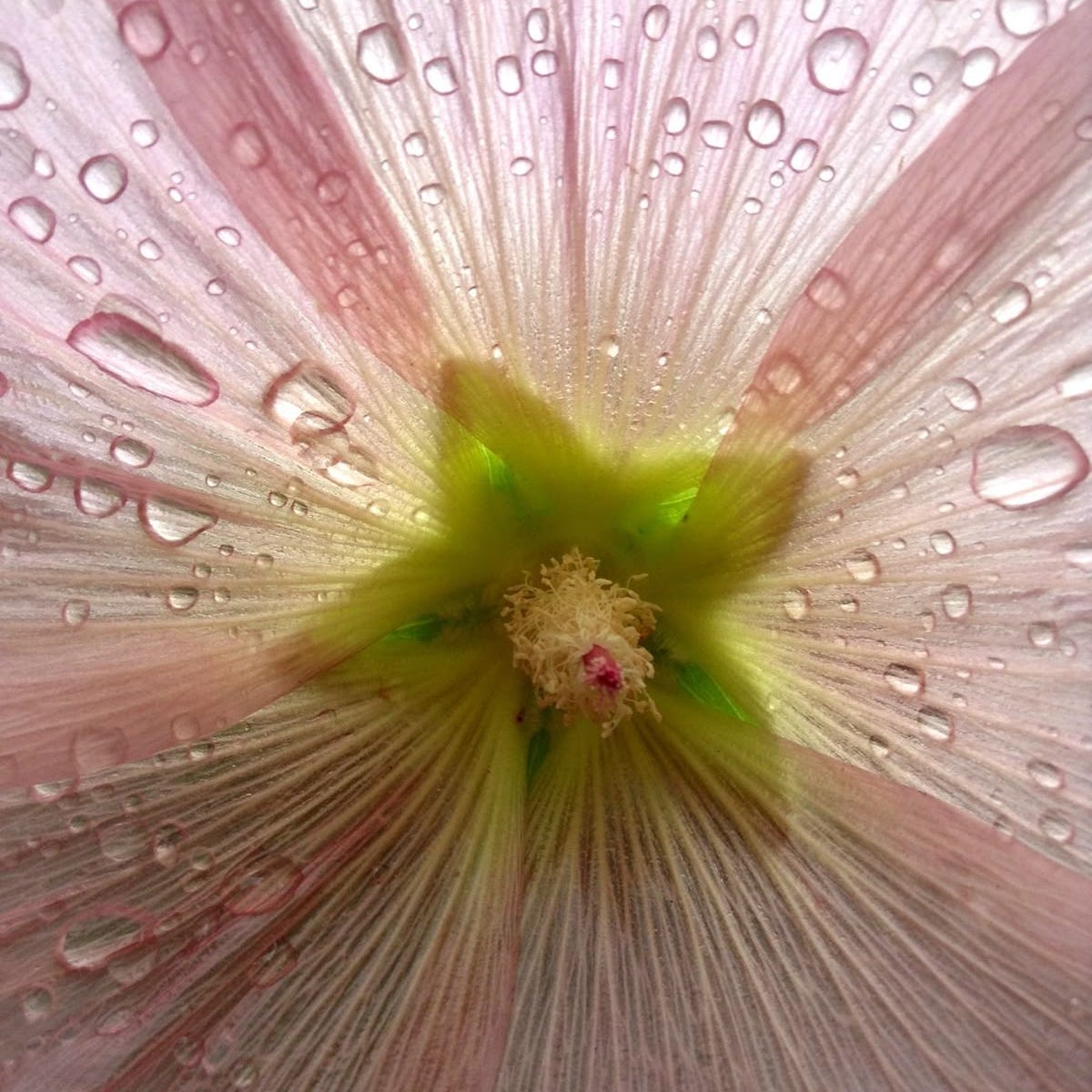 diary of metamorphosis