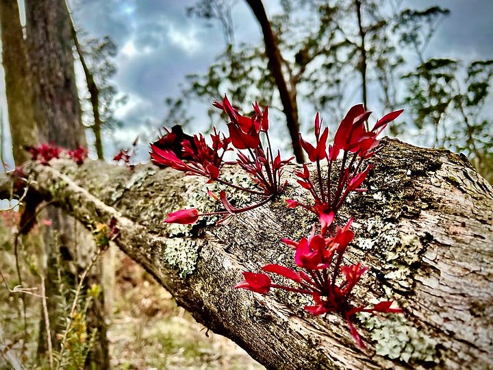 A fallen forest at the edge of town, with trees down and spiderwebs covering the debris on my property. Epicormic growth sprouts from trees that didn’t realise they were not going to survive.”
