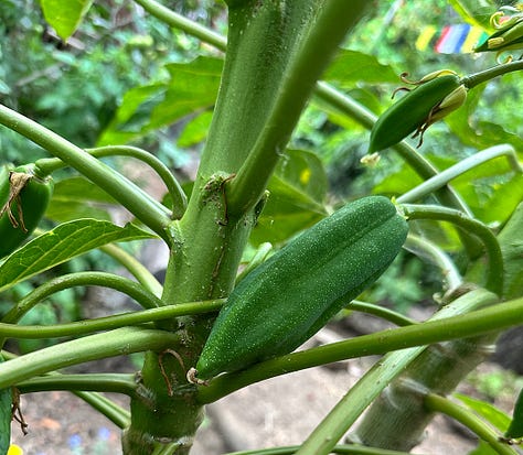 fruit and flowers bloom in the food forest