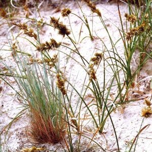 CarexArenaria Carex arenaria aka Sand sedge