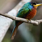 Bird Tour- Forest birds of southeastern Amazonian Brazil-Blue-cheeked Jacamar