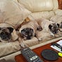 Pugpack's avatar