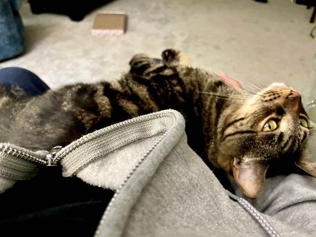 A cat lying on a person's lap

AI-generated content may be incorrect.