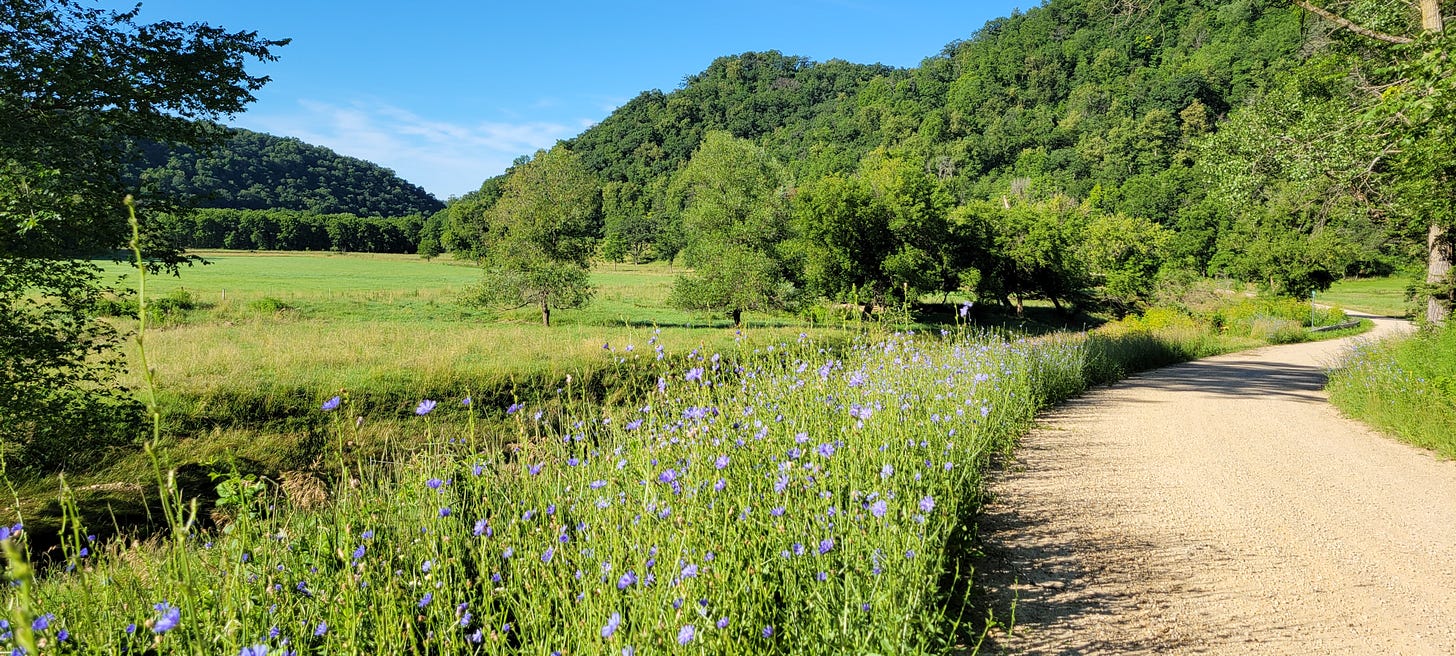 A dirt road running through a green valley. Wild flowers like chicory line the road.