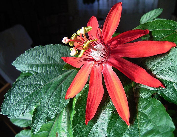 an unusual red flower with large green leaves, a little white jasmine with little green leaves