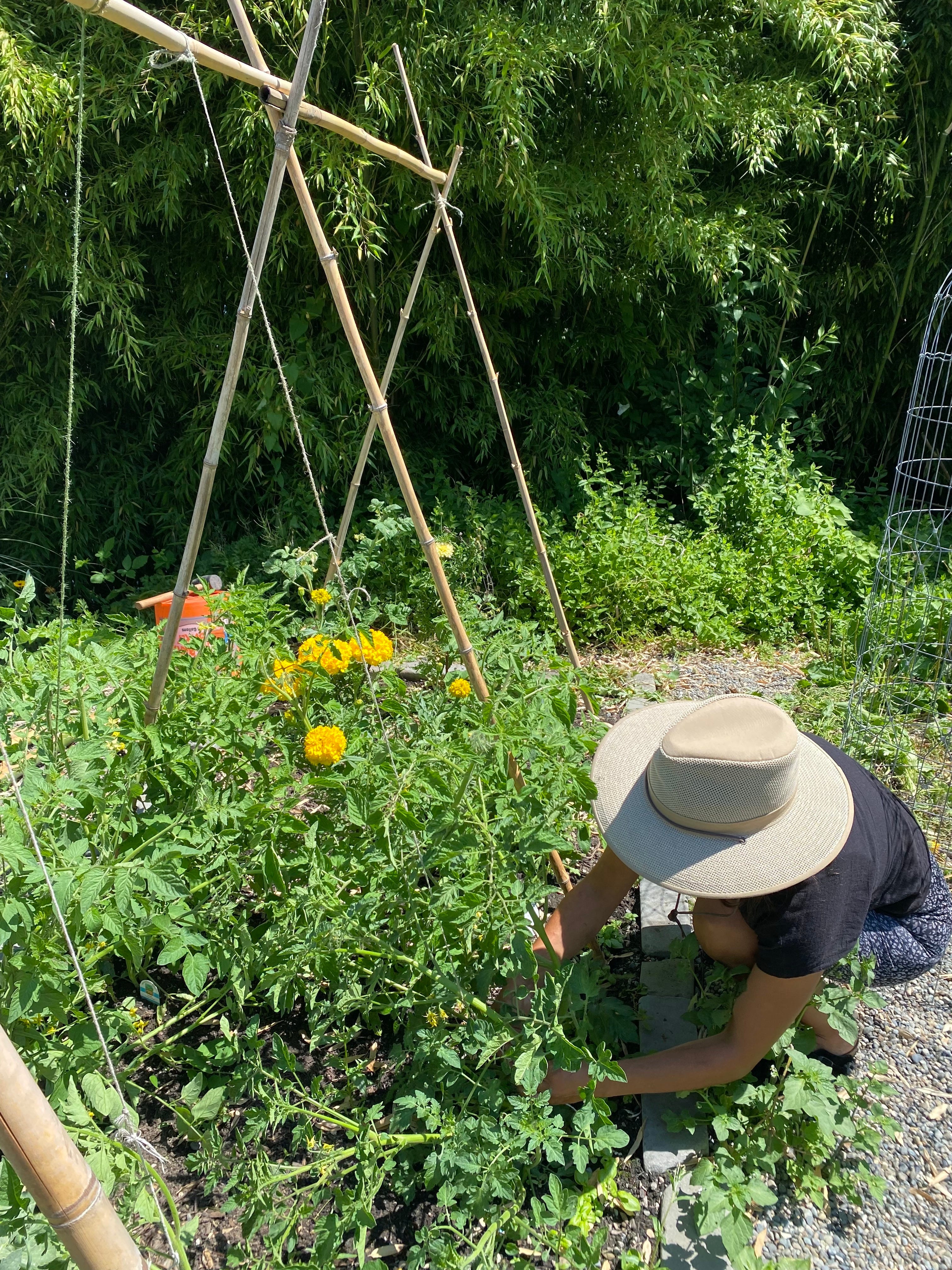 Pruning Tomato Plants - by Amy Pennington