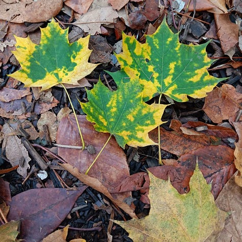 Photos of leaves and trees in Fall color.