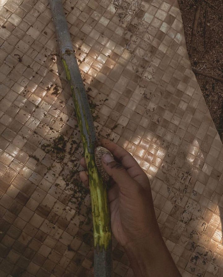 pounding a ʻulu bark with wooden mallet on a stone on a Hala mat under a tree. Tools like the shark tooth knife and Opihi shell are depicted