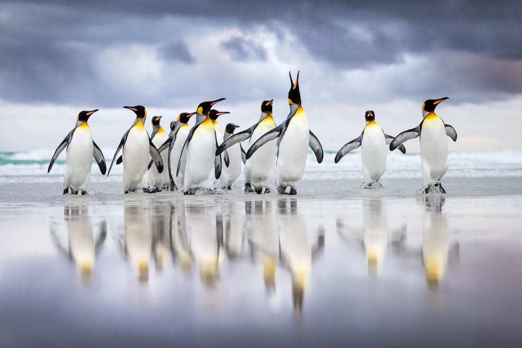 un grupo de pingüinos emperador salen del agua en una playa, su reflejo se ve en agua