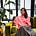 Hanisha Kotecha's avatar