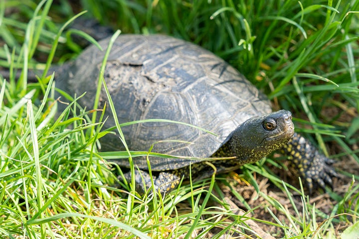 pygmy hippo capybara, turtle and stork