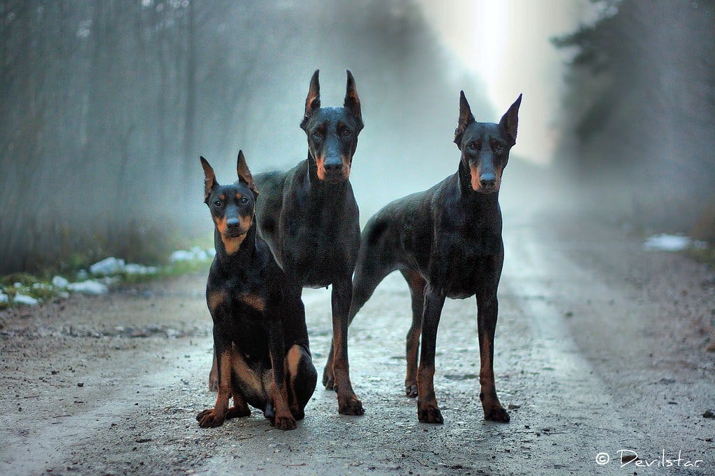 Looks like scene from horror movie! German Pinscher Tequi… | Flickr