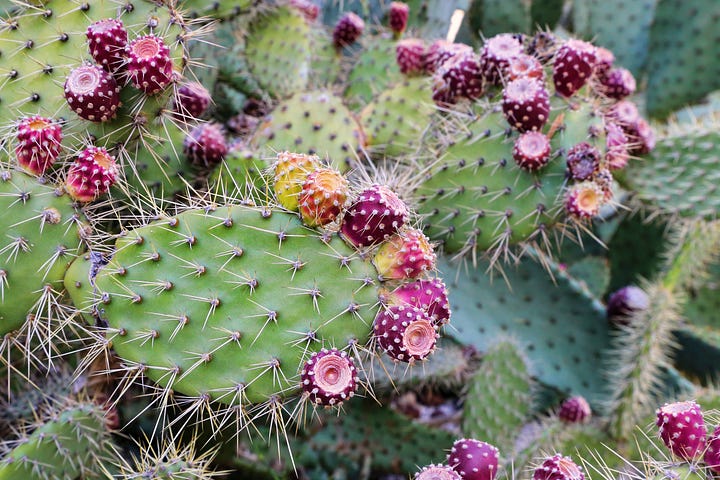 Prickly pear cactus and its prickly pear