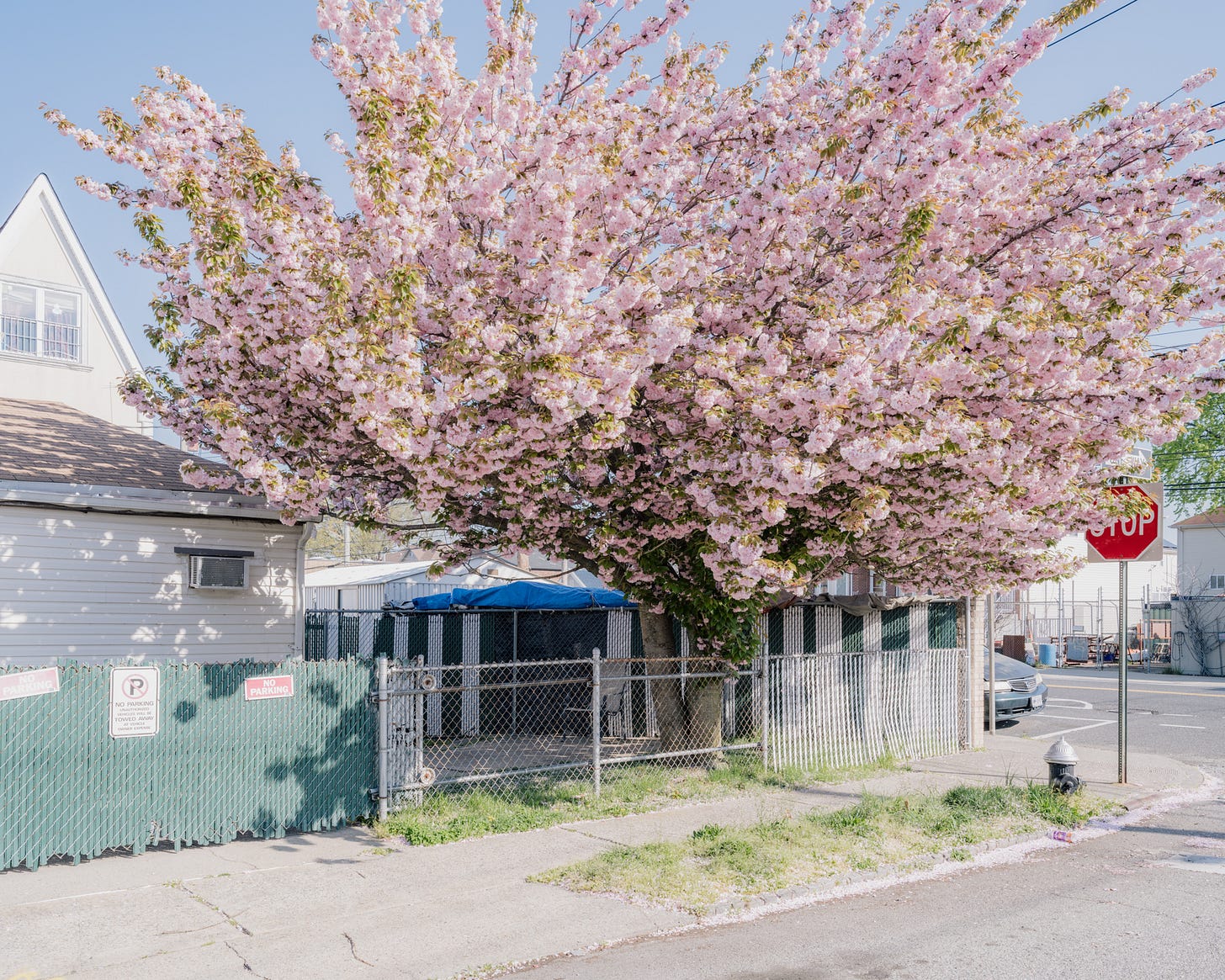 Cherry-Tree-In-Blossom-On-Street-Corner