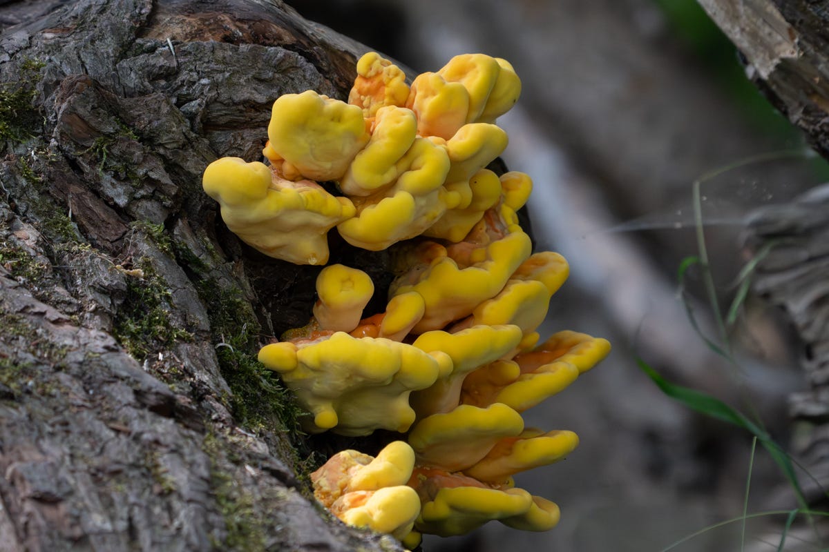 A bright yellow fungus erupts from dead wood